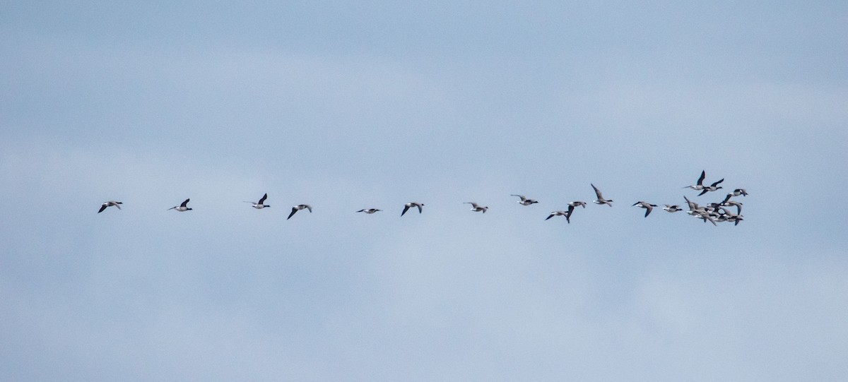 ringgås - ML644628990