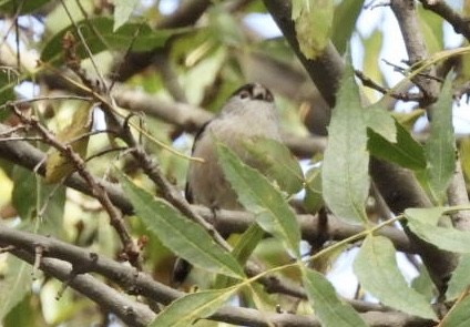 Codibugnolo - ML644628991