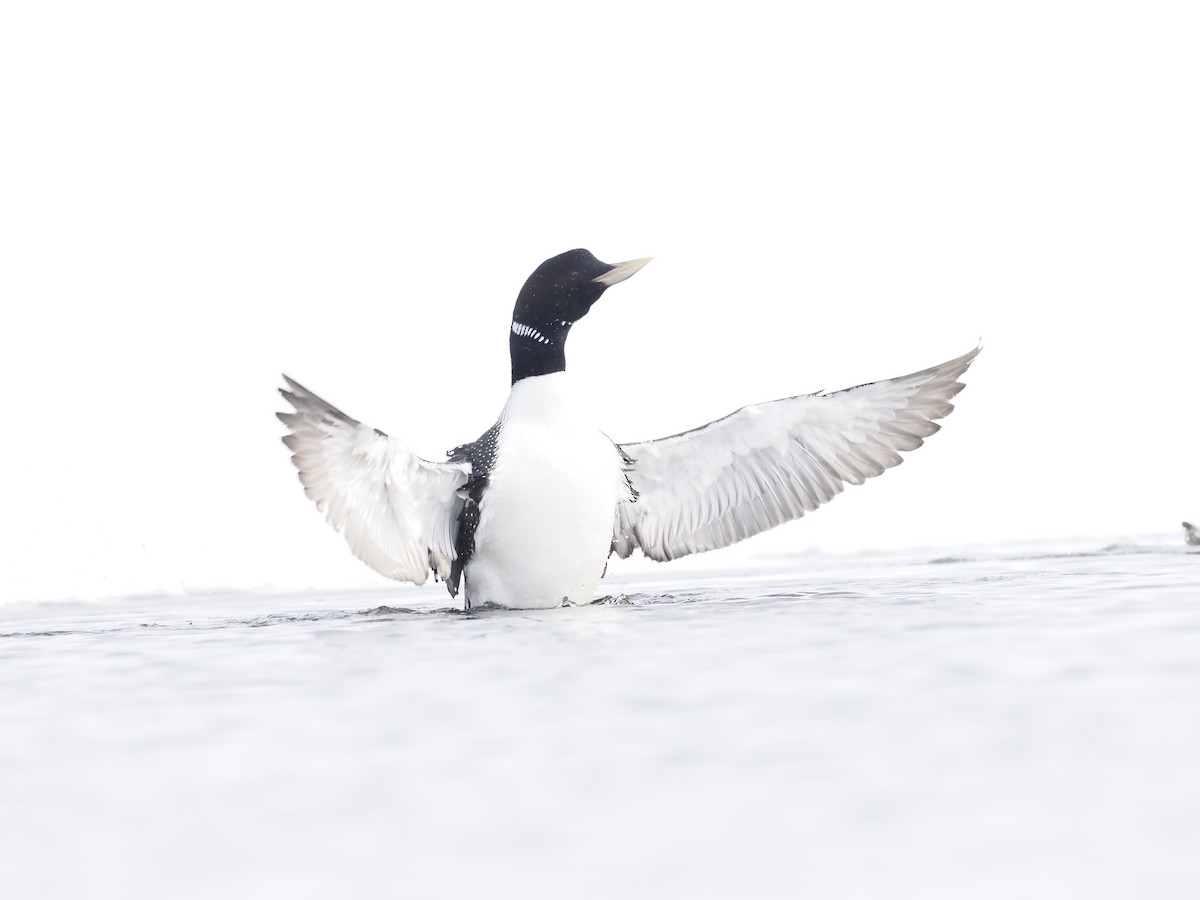 Yellow-billed Loon - ML644628992