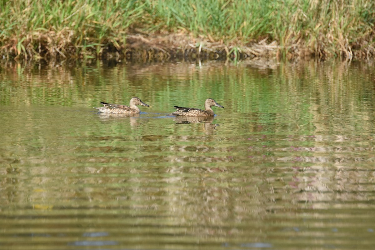 Cinnamon Teal - ML644628993