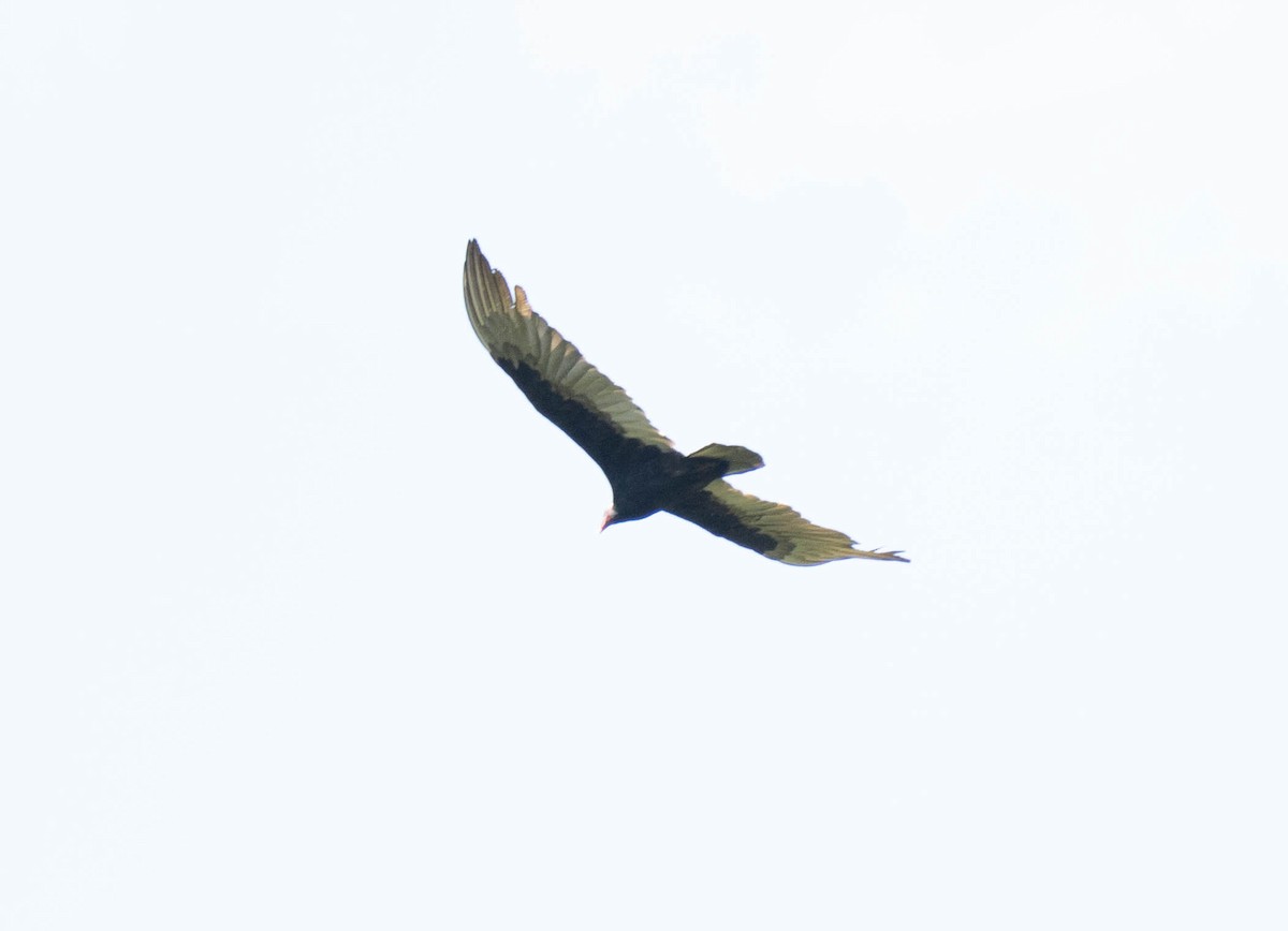 Turkey Vulture - ML644628995