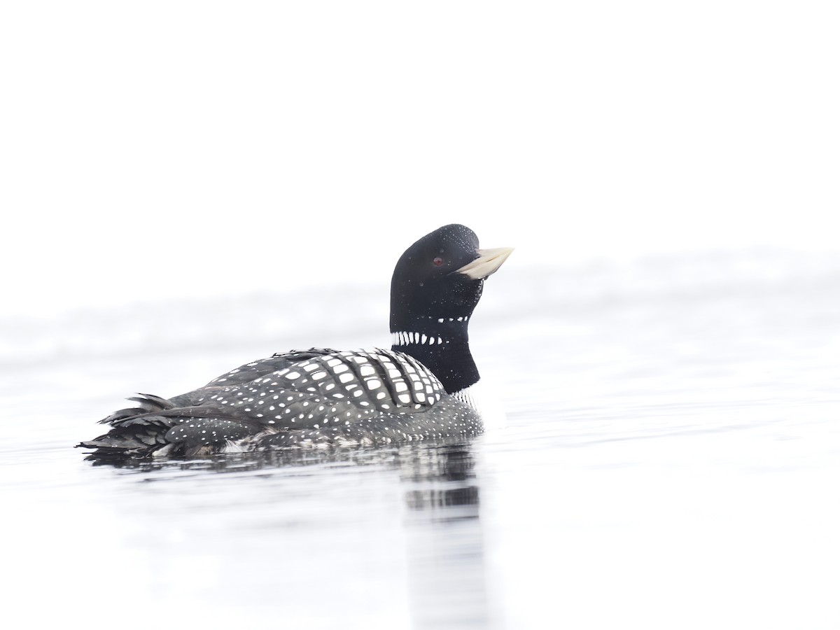 Yellow-billed Loon - ML644628996