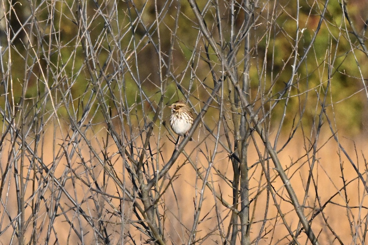 Пасовник савановий - ML644629000