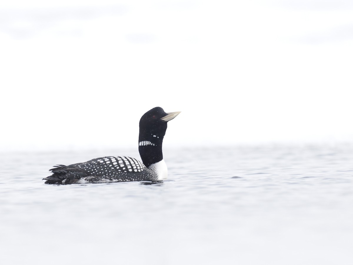Yellow-billed Loon - ML644629006