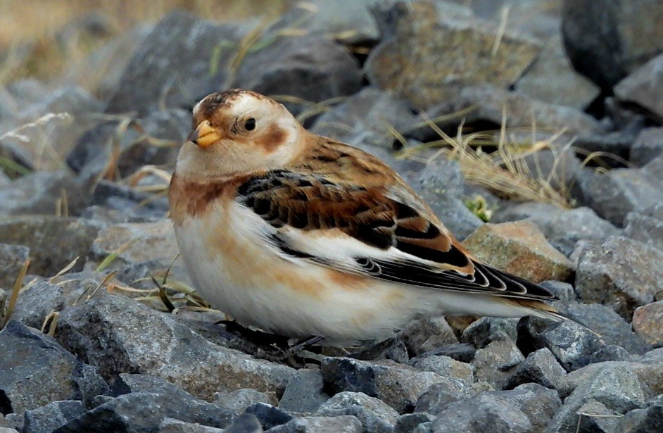 Snow Bunting - ML644629011
