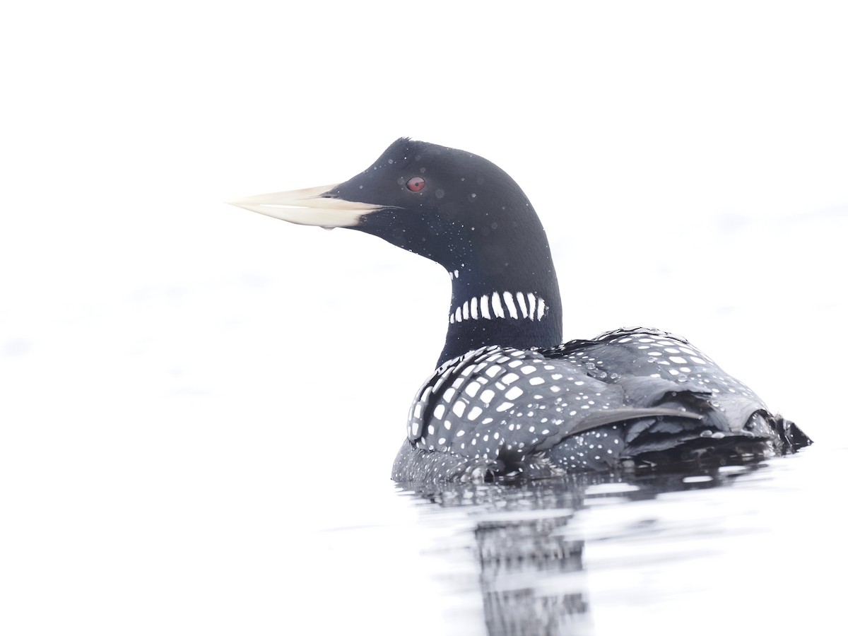 Yellow-billed Loon - ML644629012