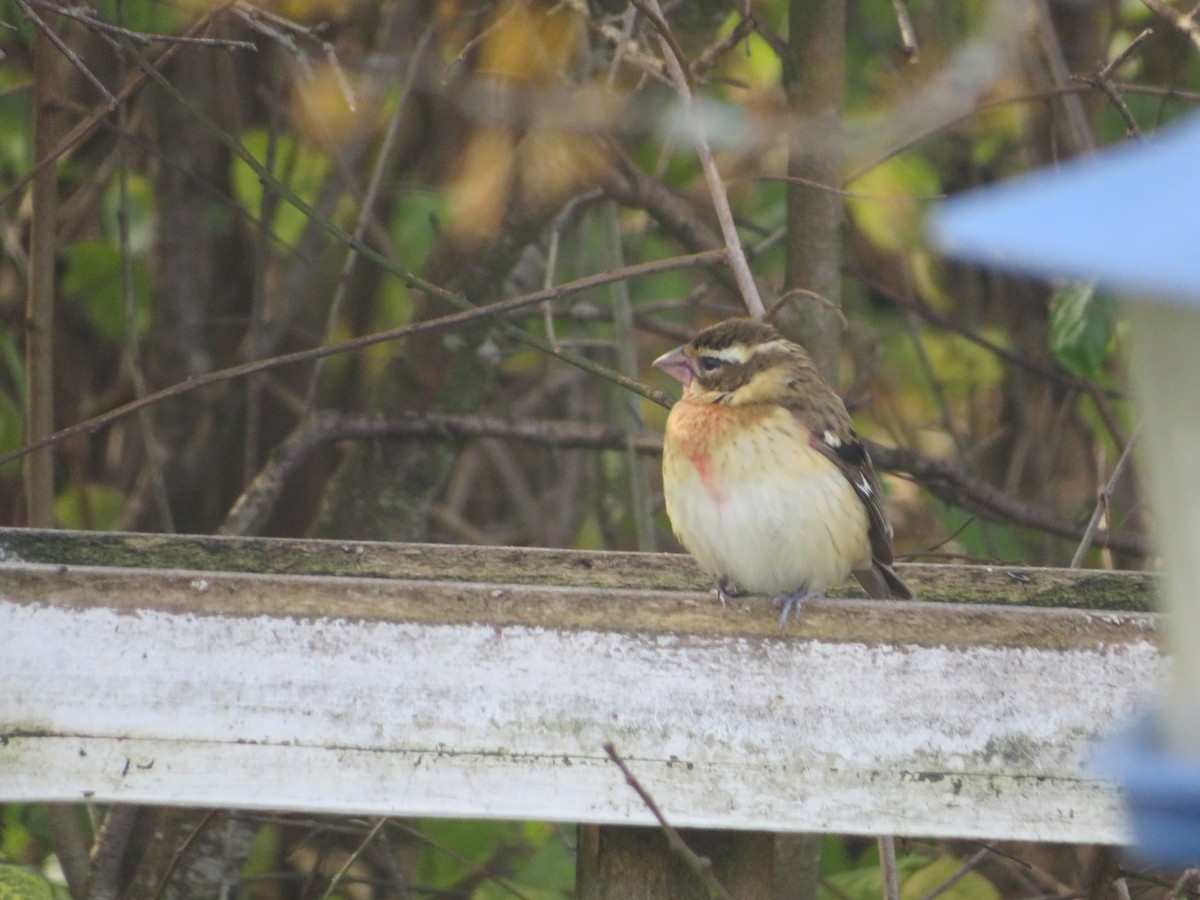 Rose-breasted Grosbeak - ML644629013
