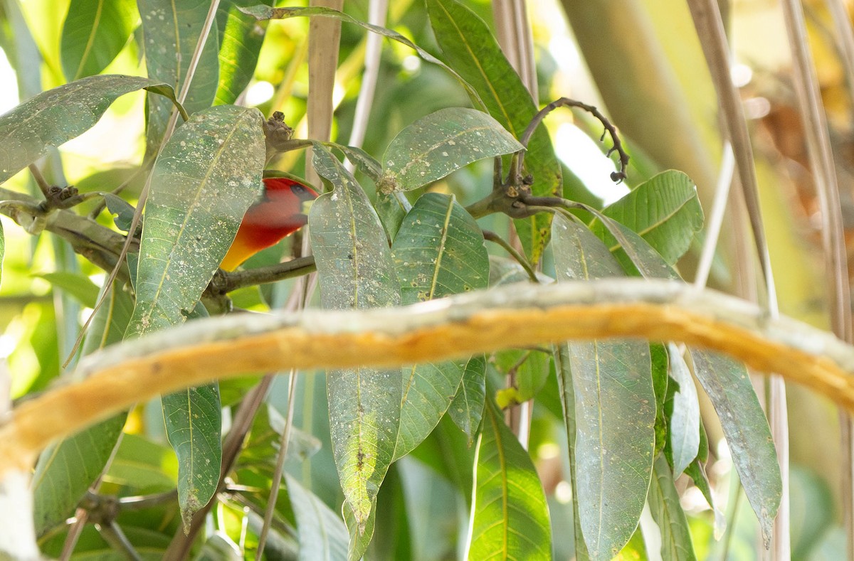 Red-headed Barbet - ML644629014