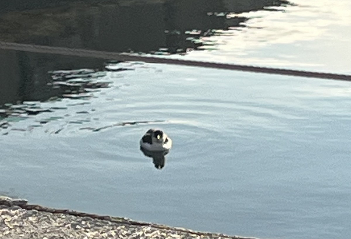 Gazza marina - ML644629017