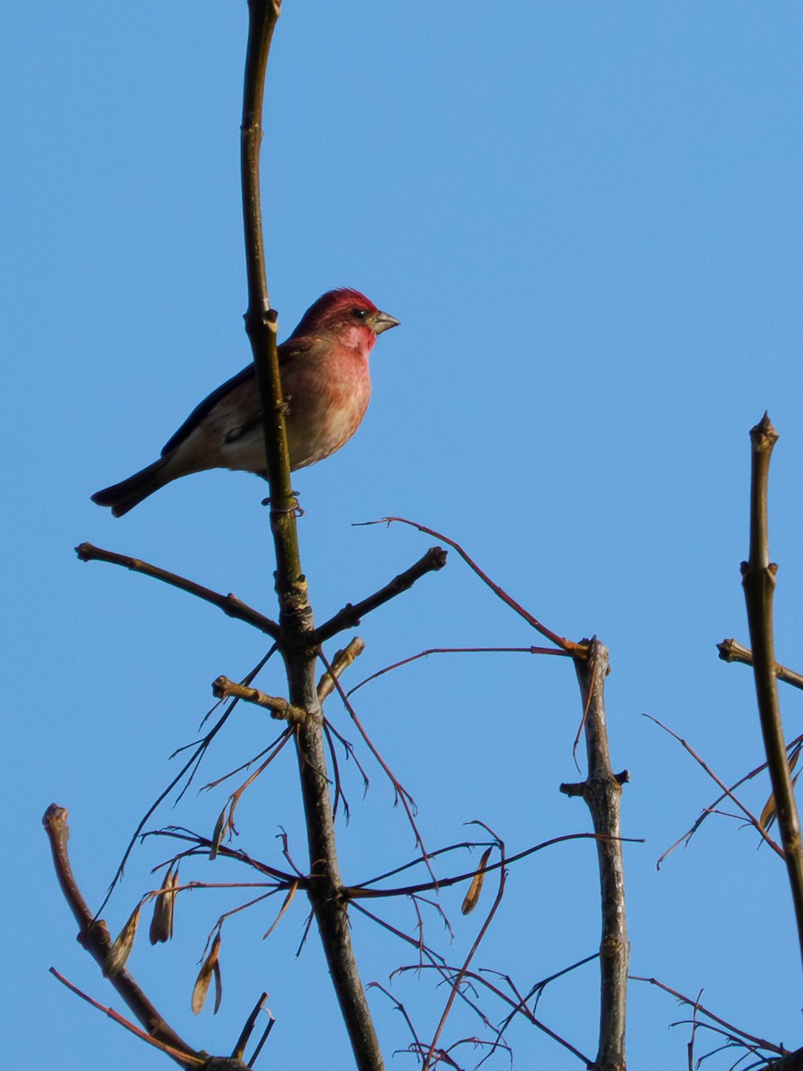 Purple Finch - ML644629022