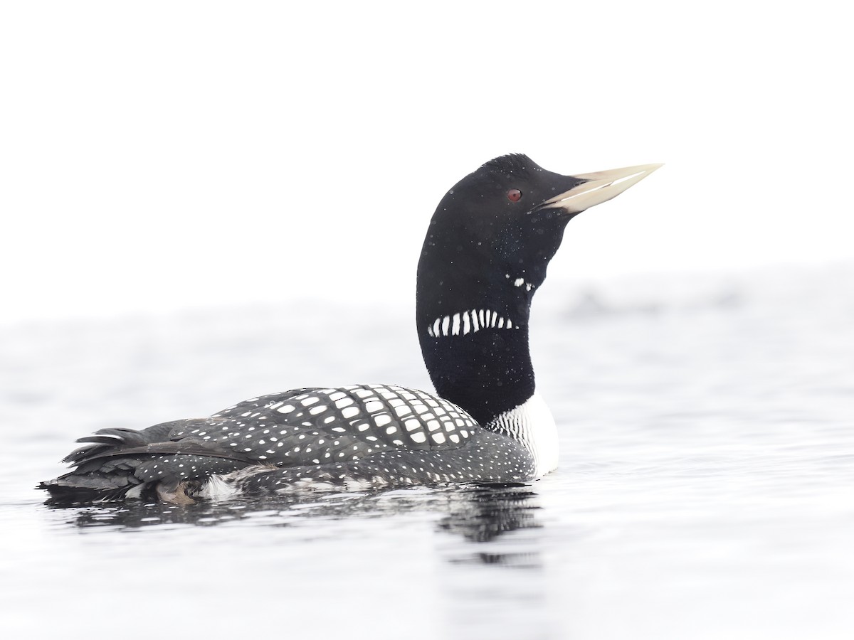 Yellow-billed Loon - ML644629024