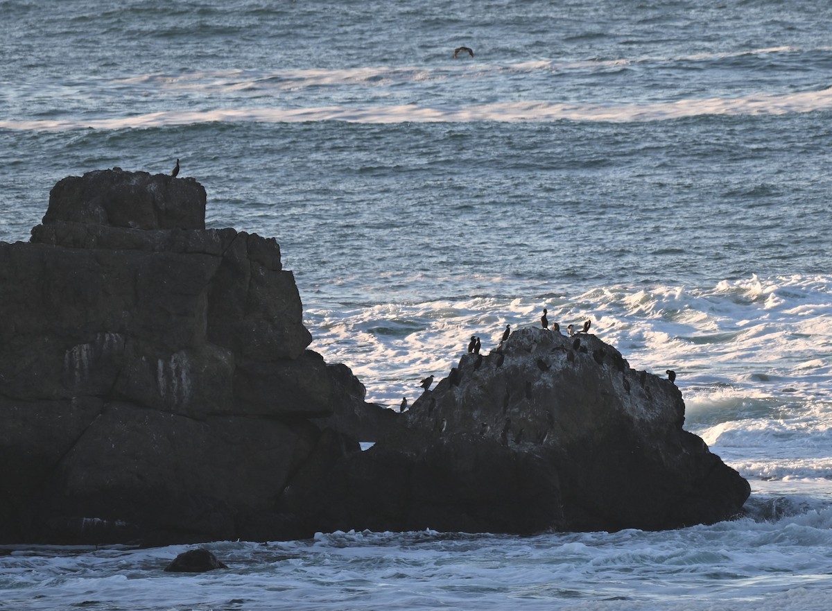 Cormorán Grande - ML644629025