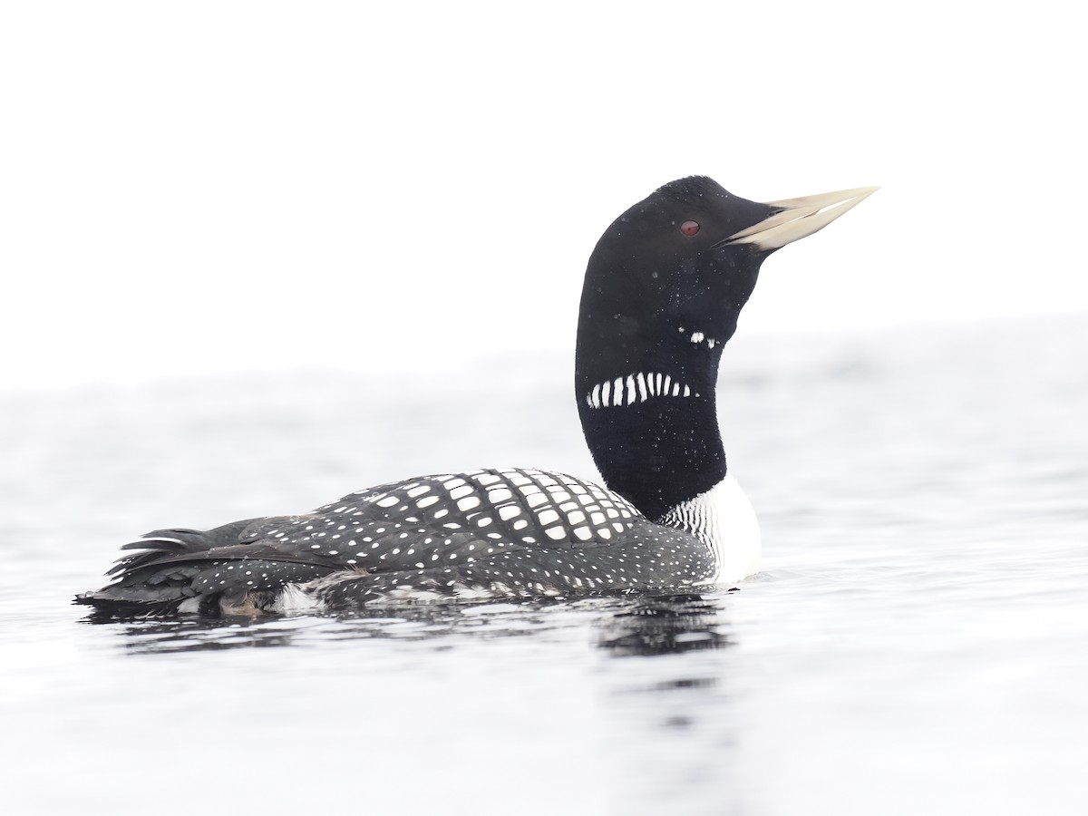 Yellow-billed Loon - ML644629030