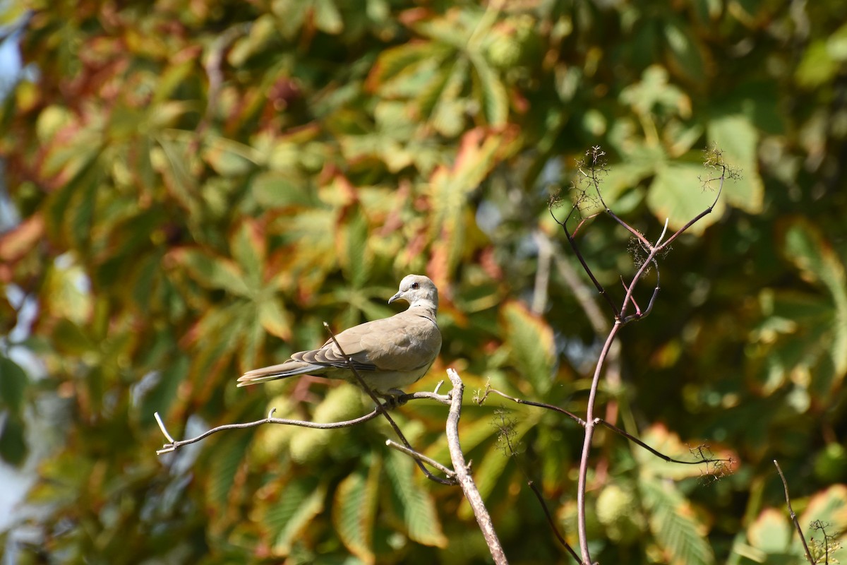 Mourning Dove - ML644629036