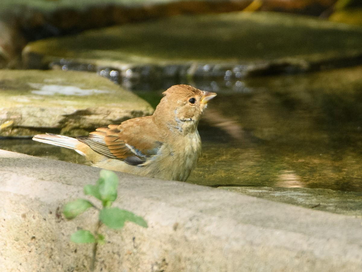 Индиговый колорин - ML644629037