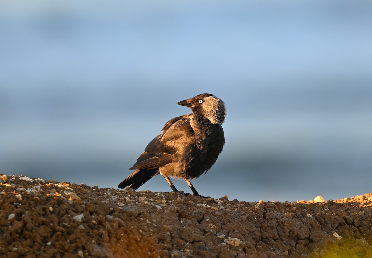 kavka obecná - ML644629039