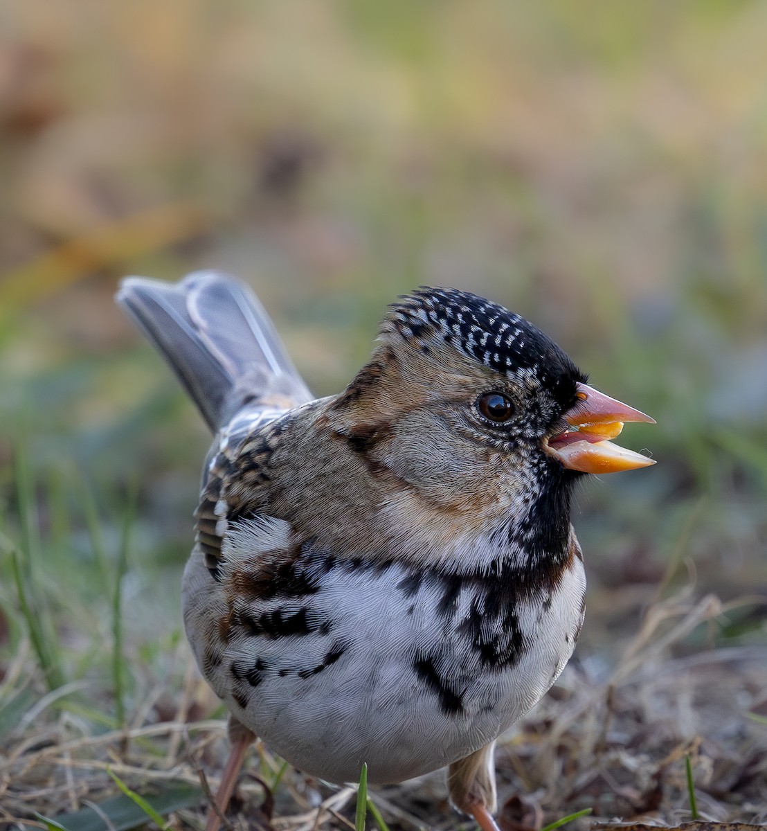 Bruant à face noire - ML644629042