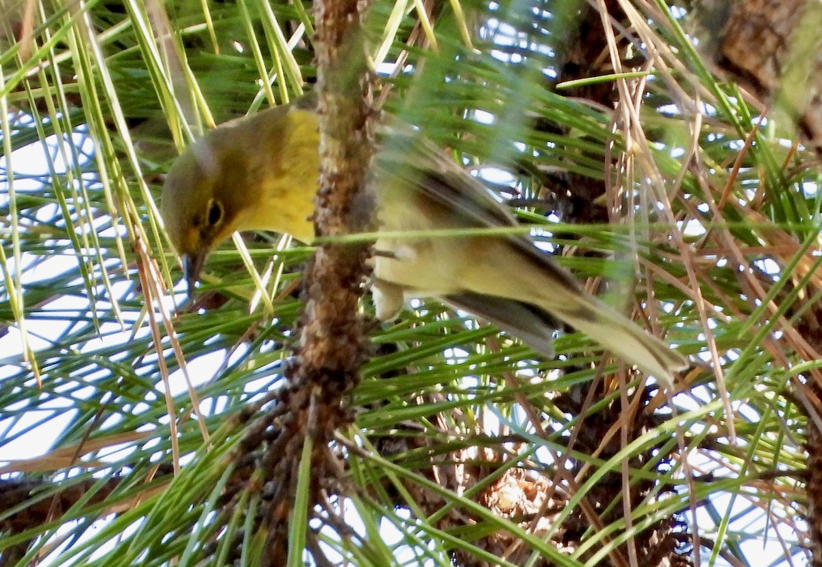Пісняр-лісовик сосновий - ML644629051