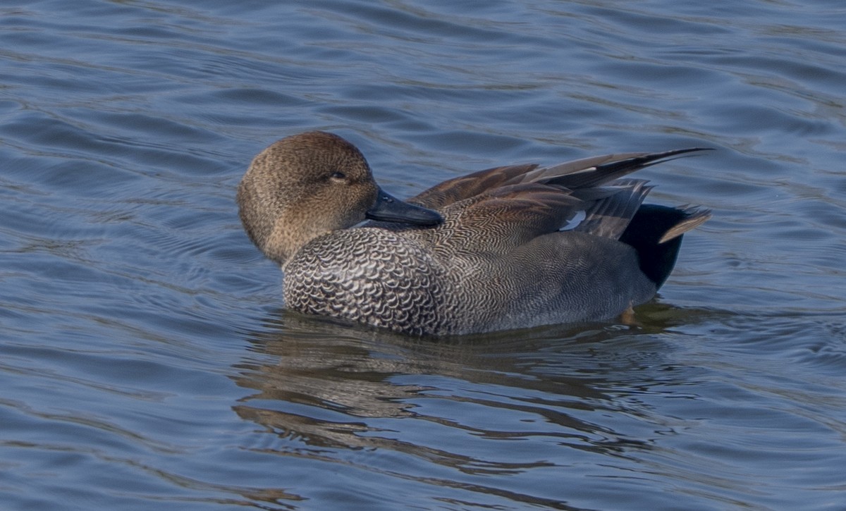 snadderand - ML644629056