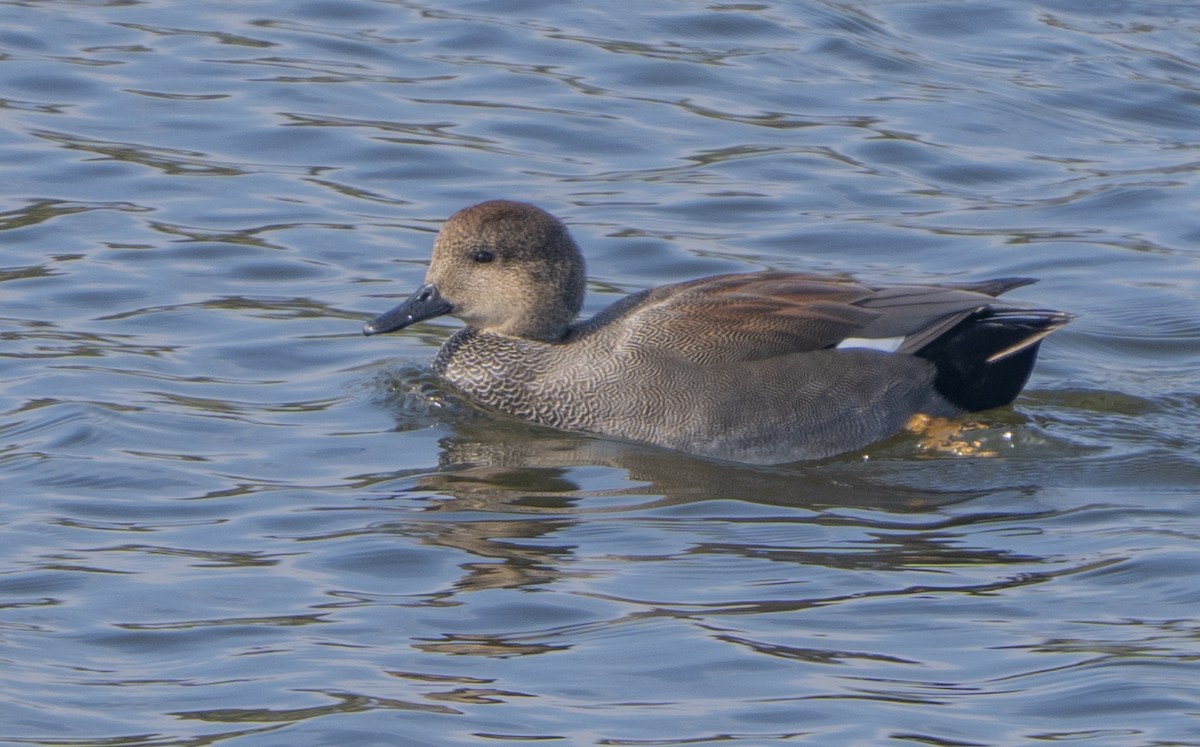 snadderand - ML644629057