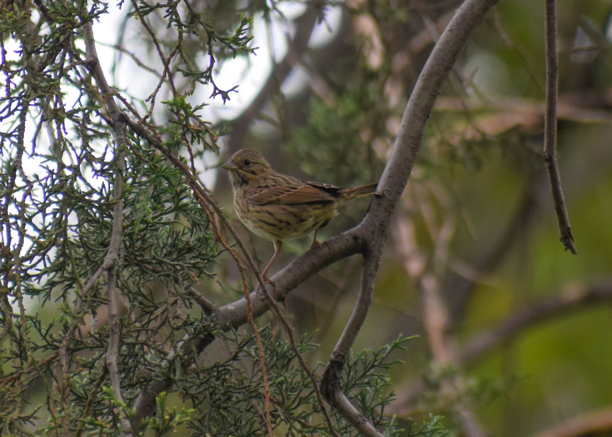 strnadec pruhohlavý - ML644629058