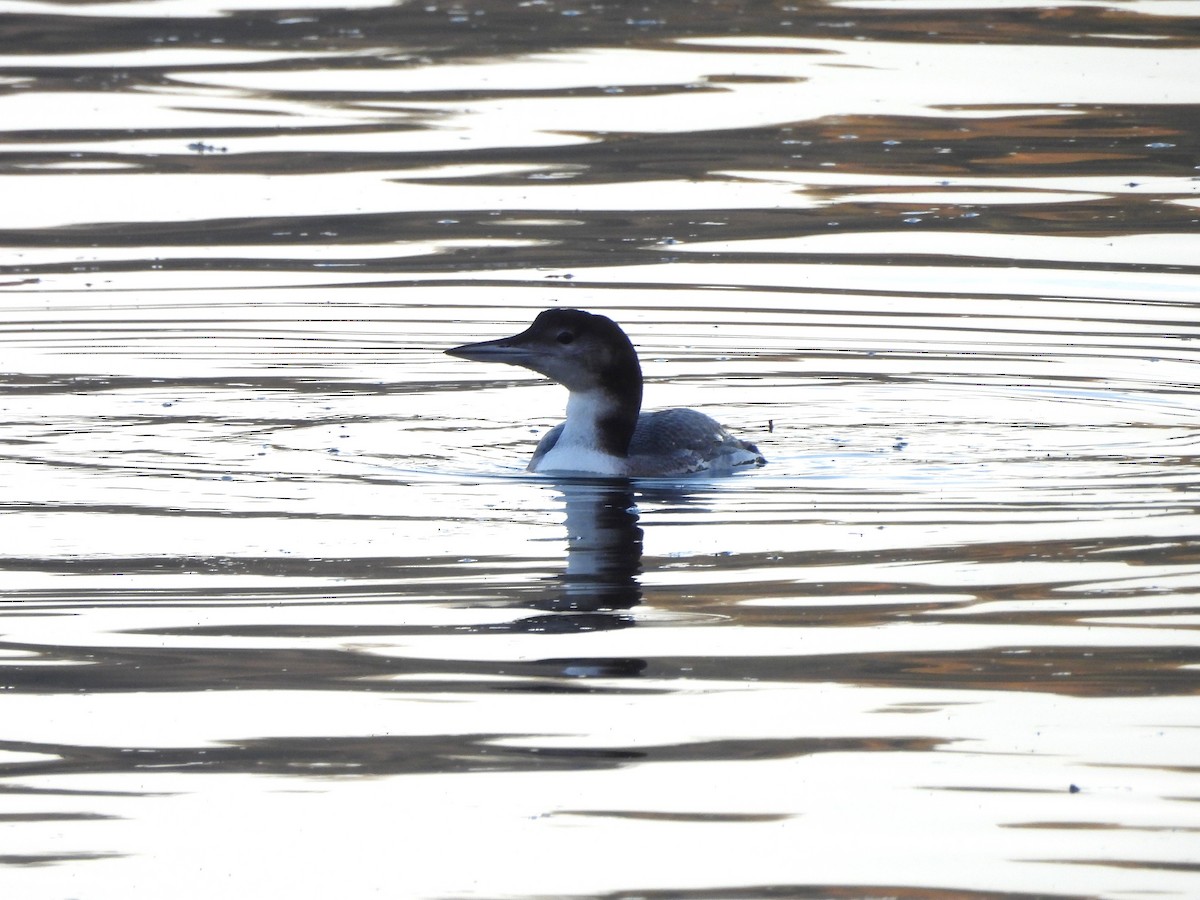 Common Loon - ML644629059