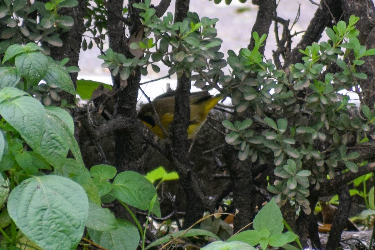 Common Yellowthroat - ML644629060