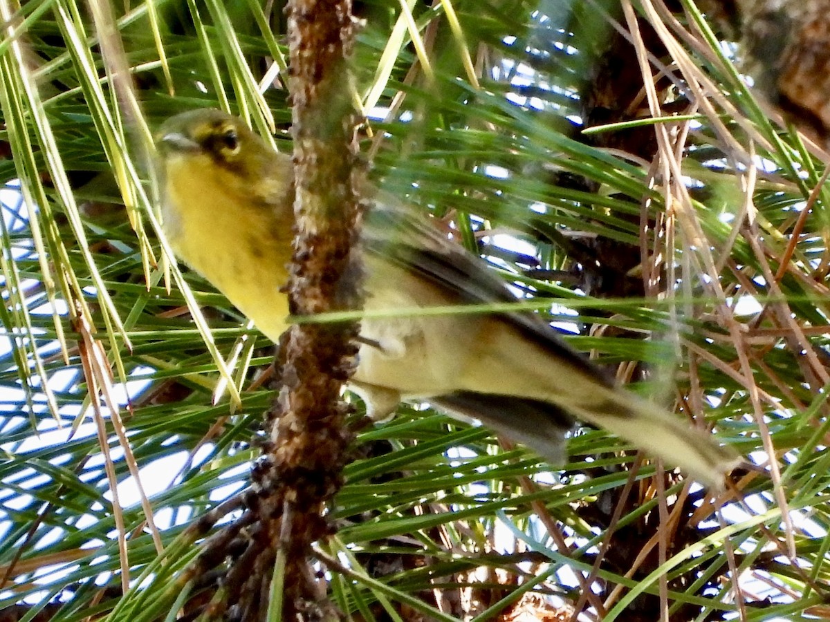 Пісняр-лісовик сосновий - ML644629062