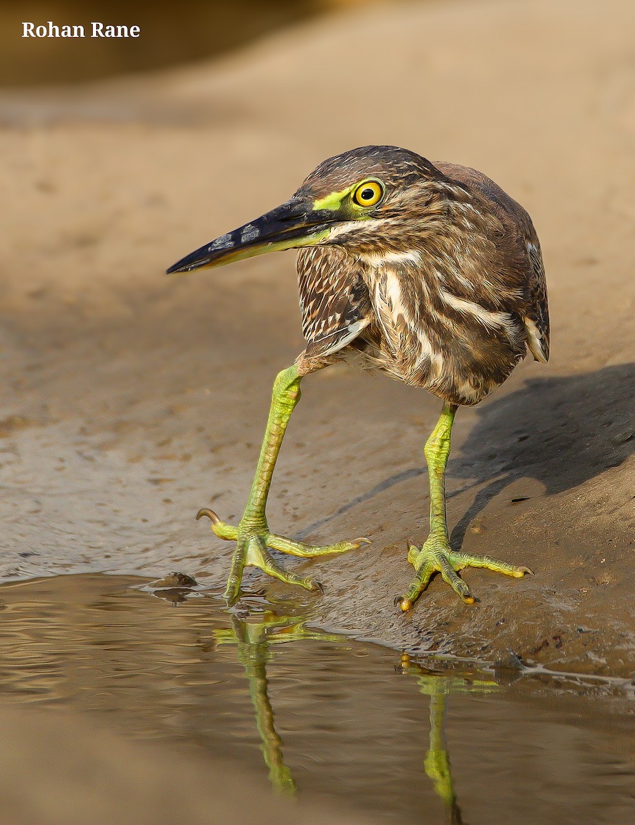 Little Heron - ML644629065