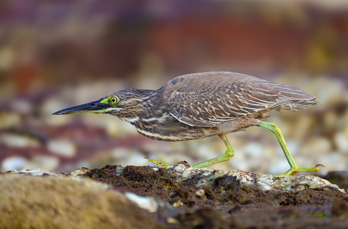 Little Heron - ML644629067