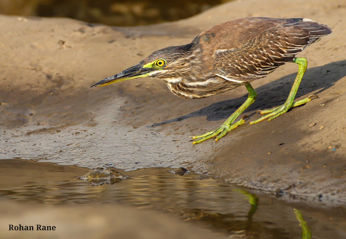 Little Heron - ML644629068