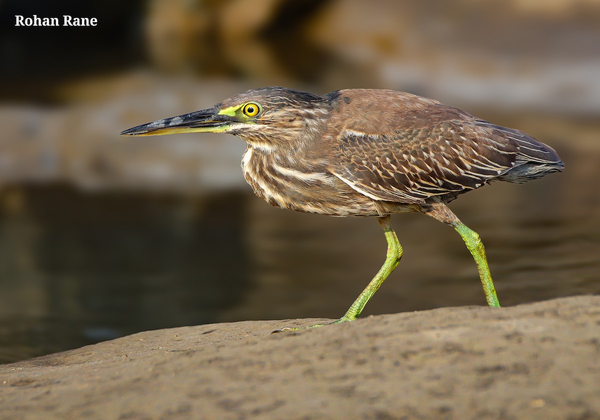 Little Heron - ML644629069