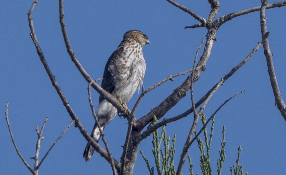 trostehauk - ML644629075