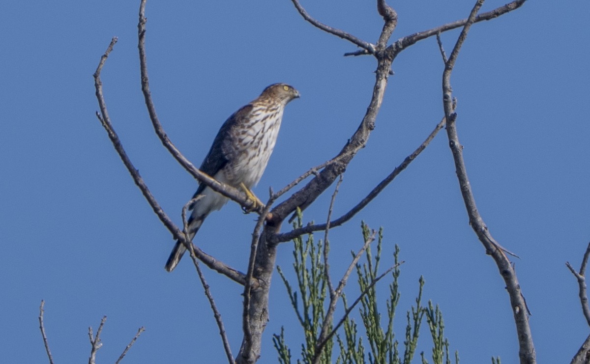 trostehauk - ML644629076