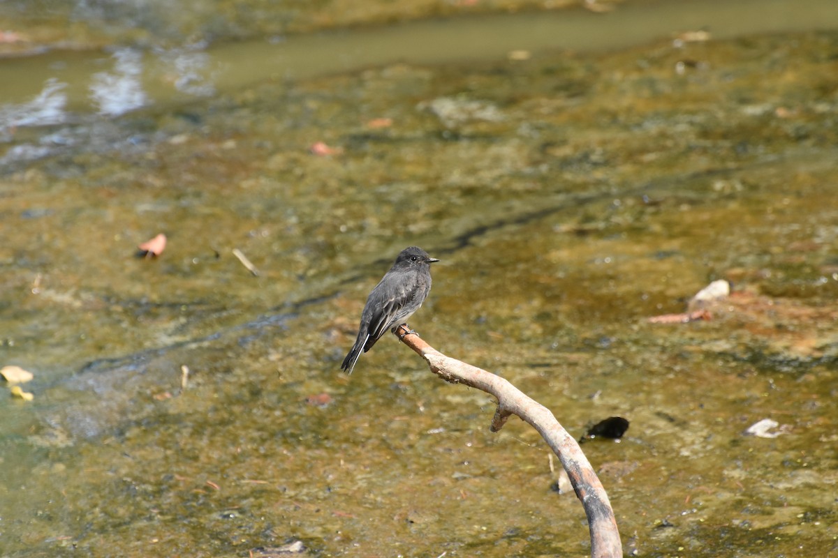 Moucherolle noir - ML644629078