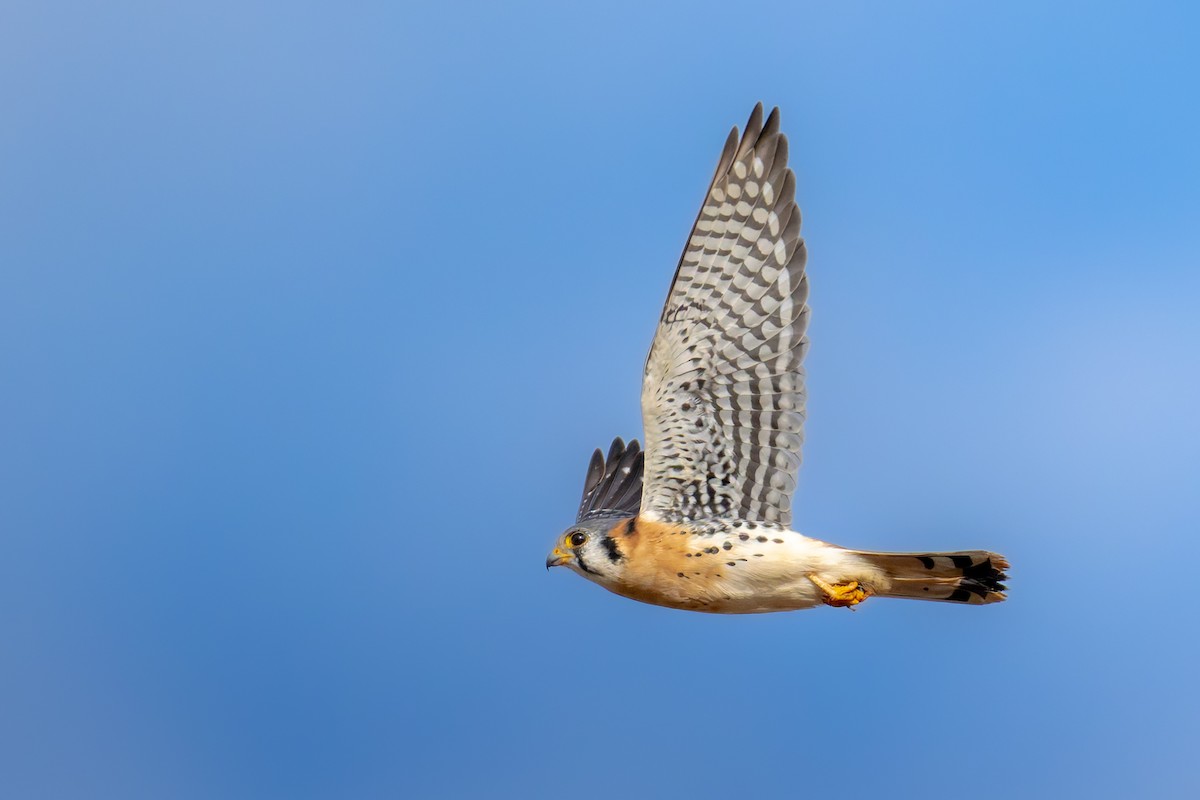 Belatz amerikarra - ML644629079