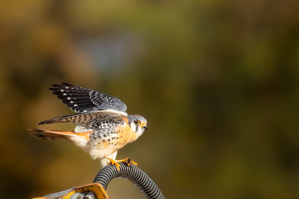 Belatz amerikarra - ML644629080