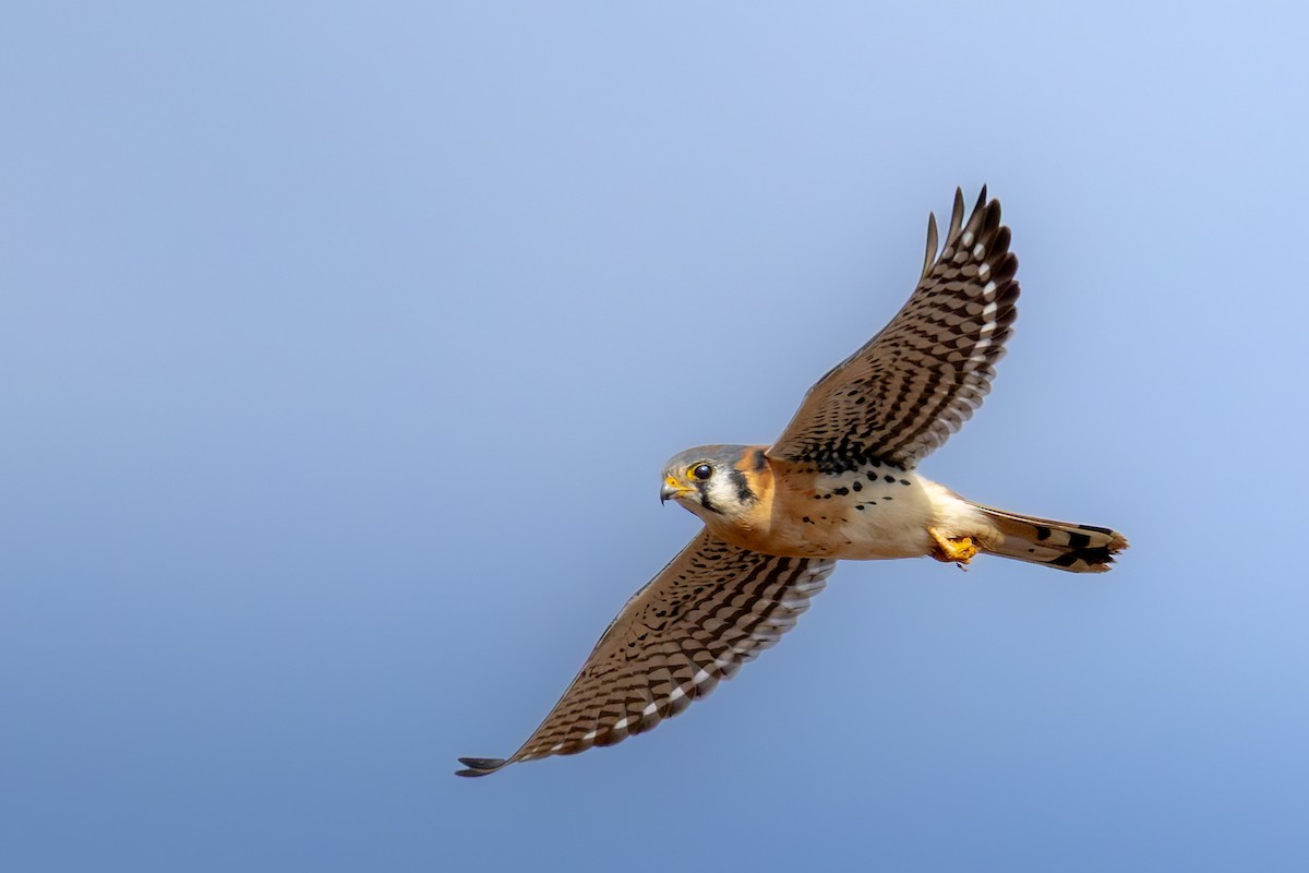 Belatz amerikarra - ML644629081