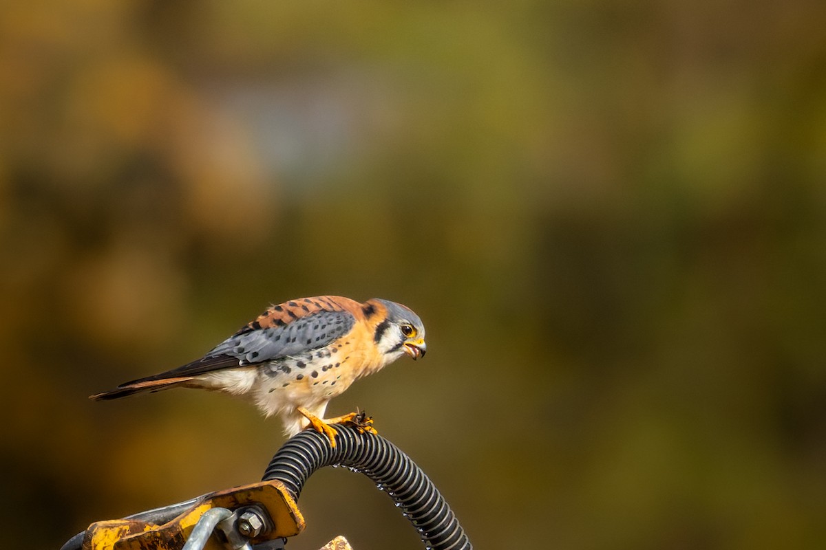 Belatz amerikarra - ML644629082