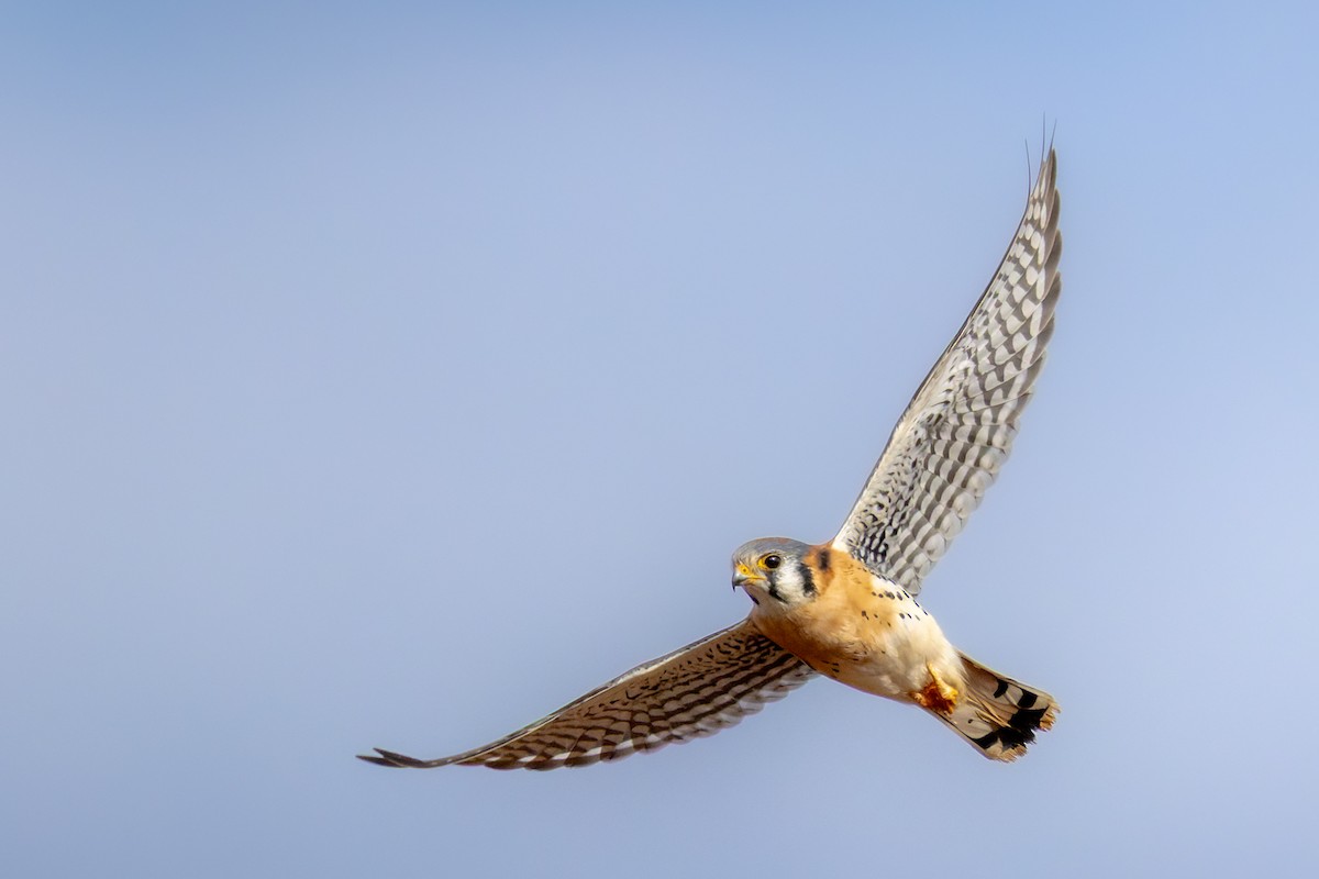 Belatz amerikarra - ML644629083