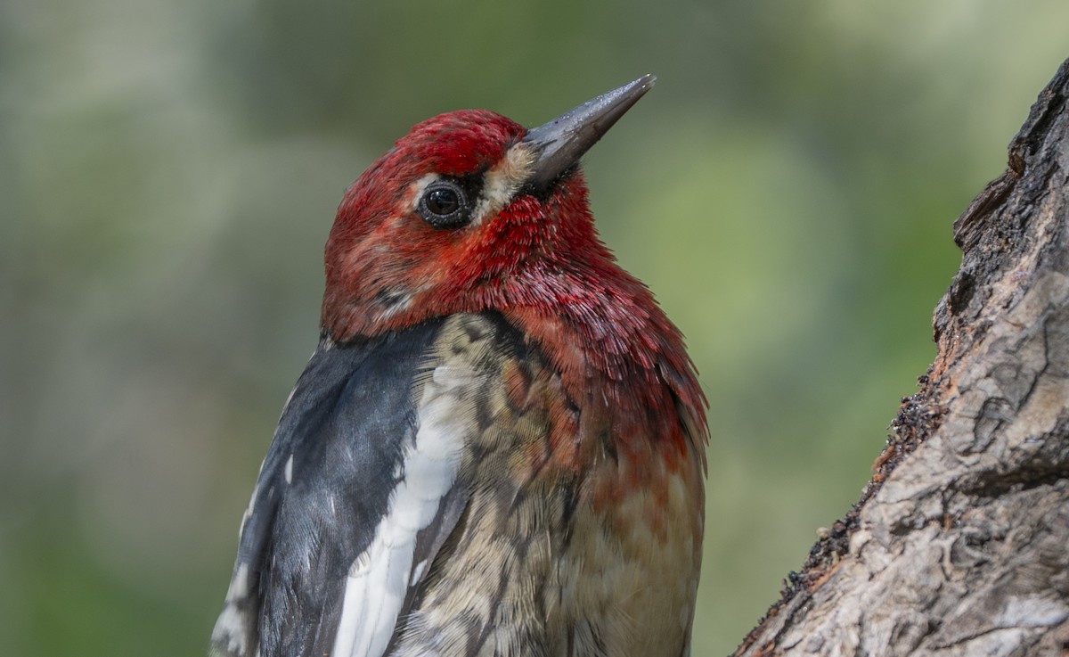 rødbrystsevjespett - ML644629084