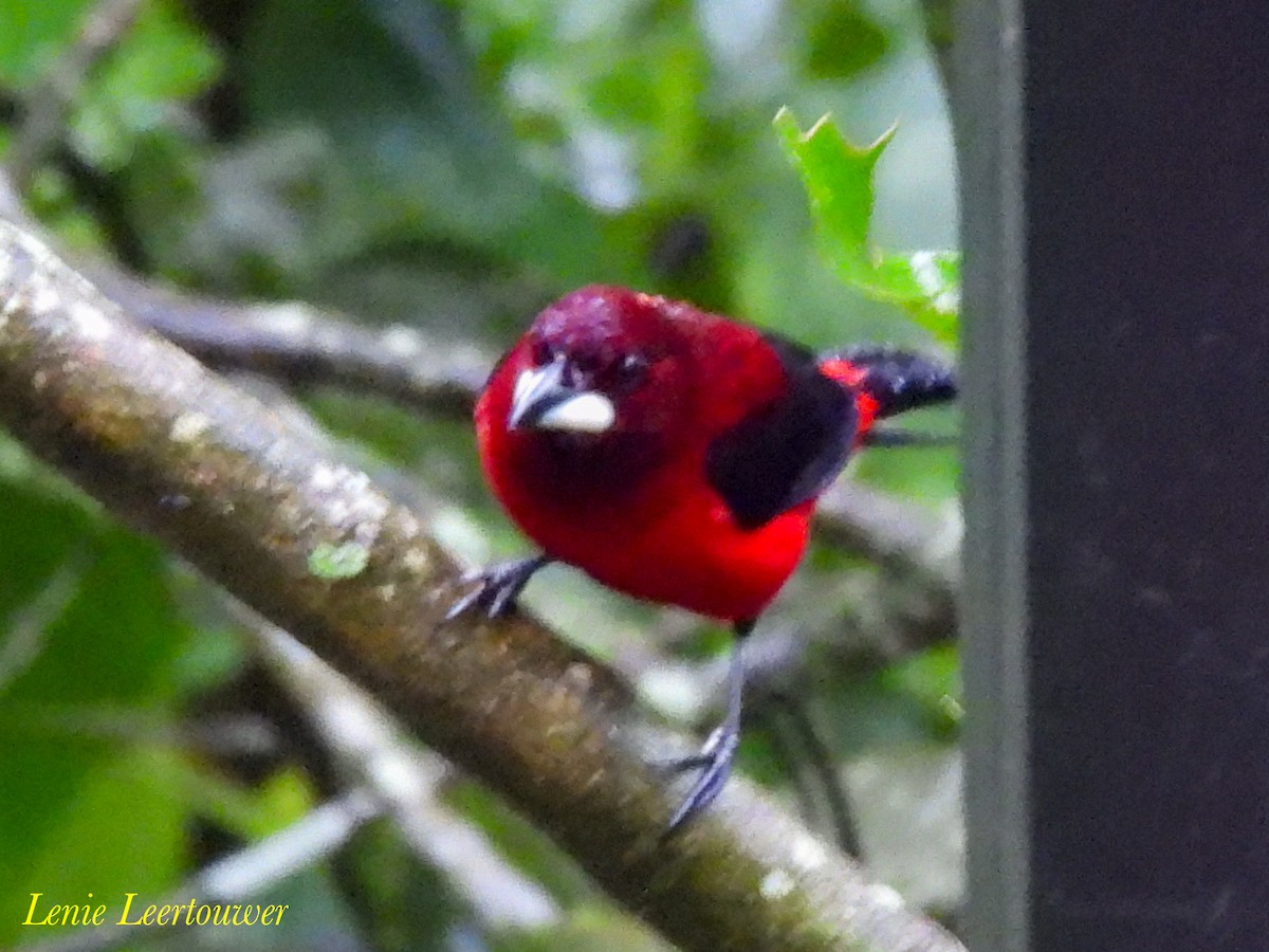 Crimson-backed Tanager - ML644629089
