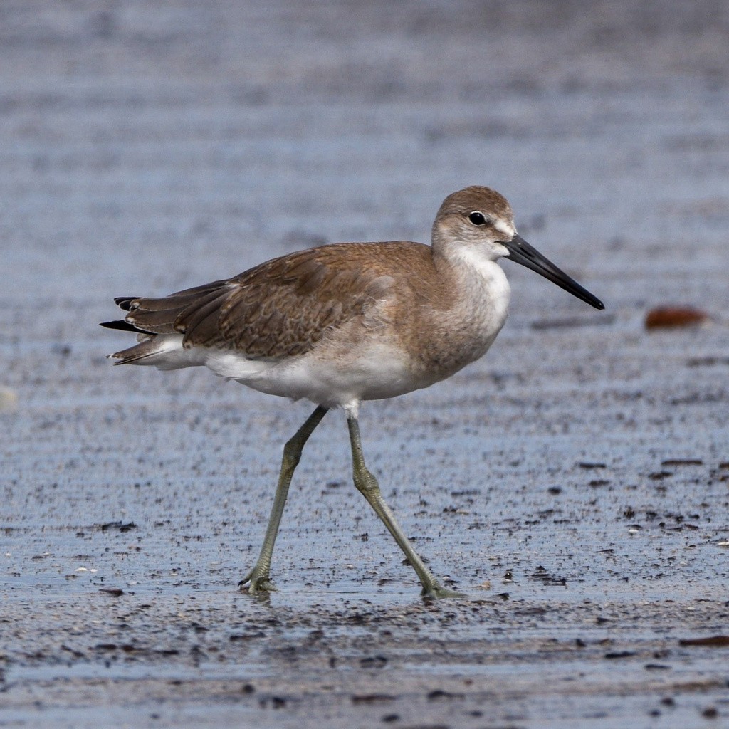 Kuliska erdipalmatua - ML644629096