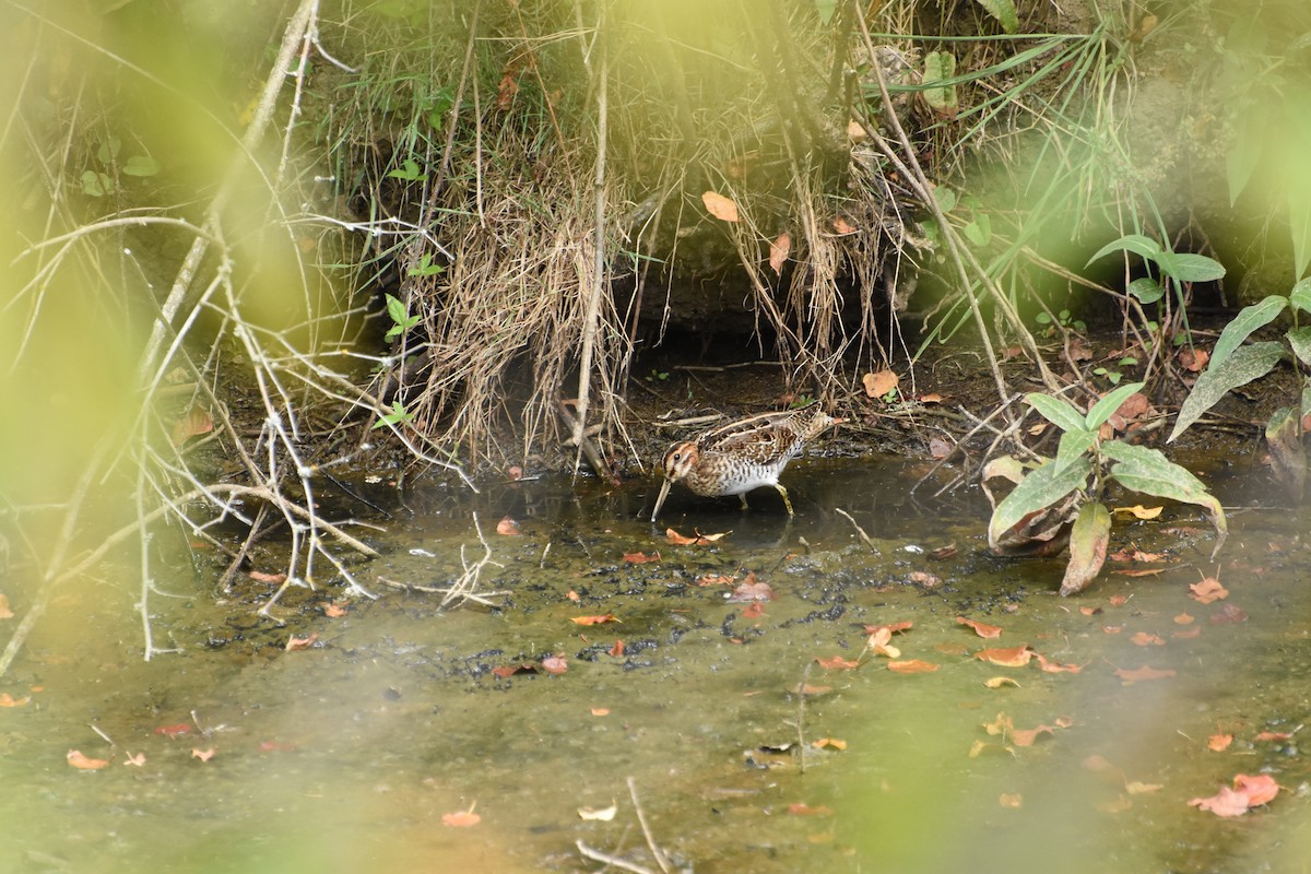 Wilson istingorra - ML644629102