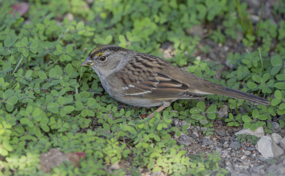 gulkronespurv - ML644629103