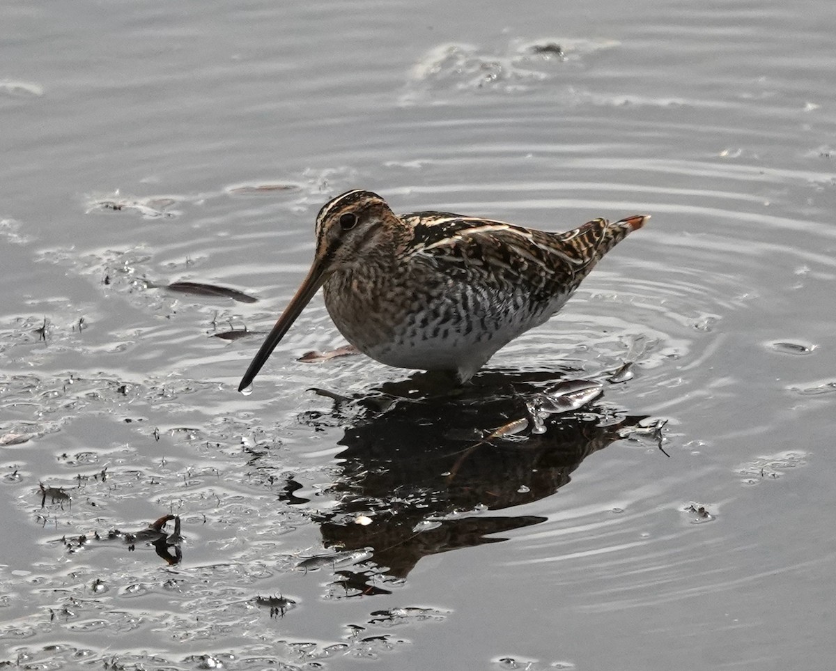 Wilson istingorra - ML644629106