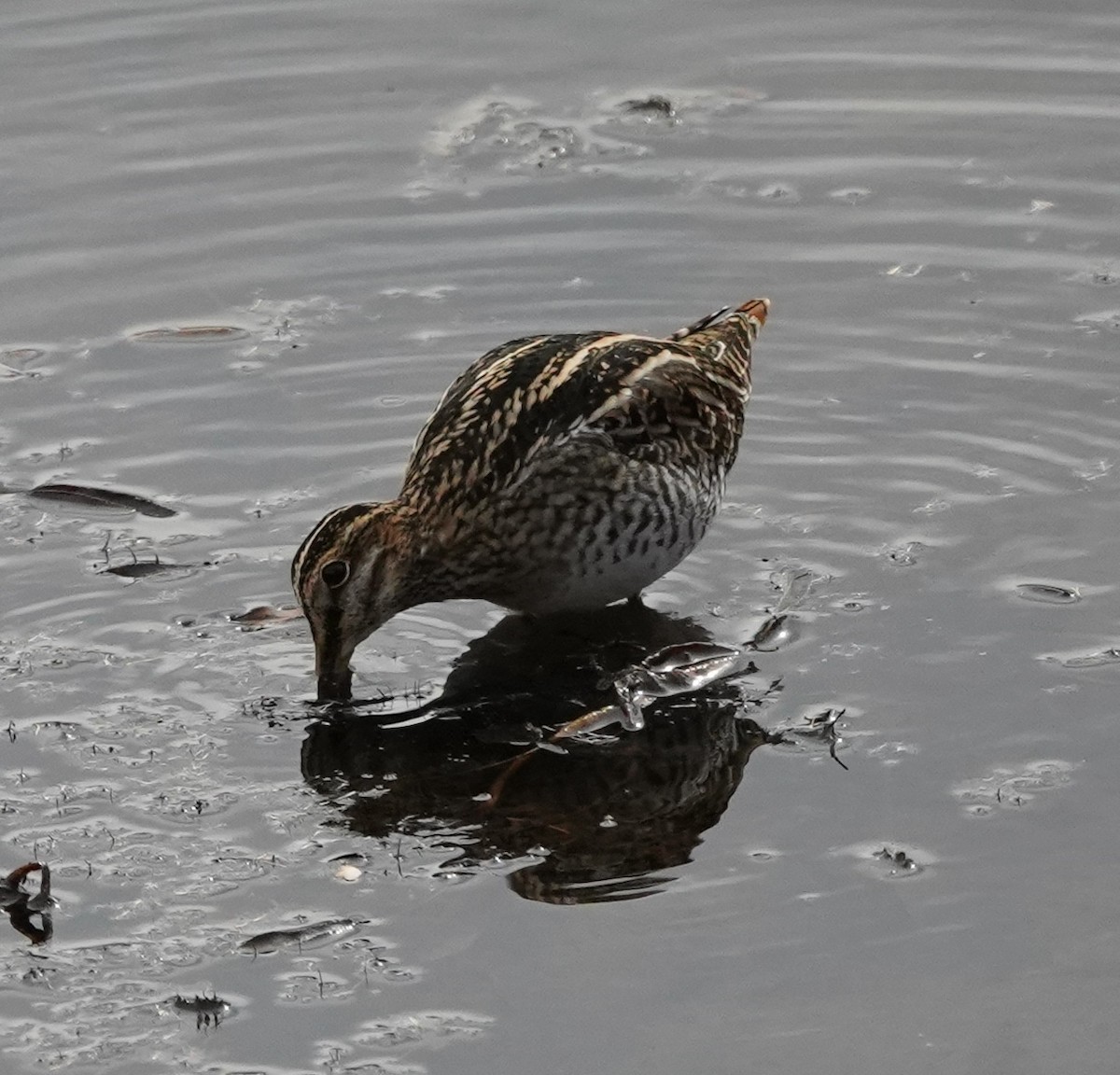 Wilson istingorra - ML644629107