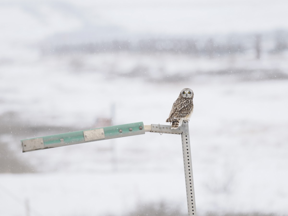 Zingira-hontza - ML644629108