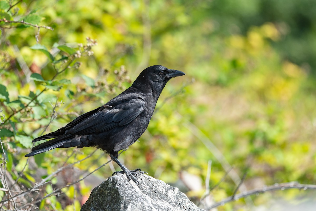 American Crow - ML644629109