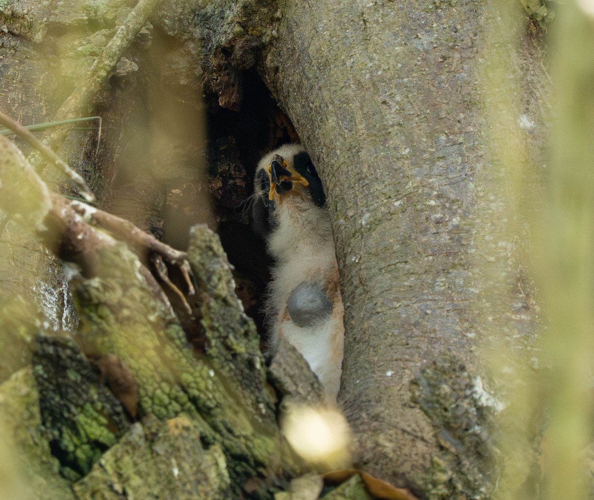 Laughing Falcon - ML644629111